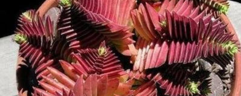 茜之塔徒长怎么办，附解决办法（茜之塔开花怎么修剪）