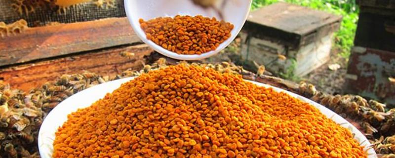 荷花粉和茶花粉的区别，详细介绍 荷花粉与茶花粉的区别