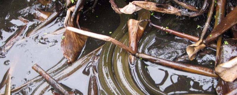 如何准备黄鳝活饵饲料 黄鳝养殖饵料