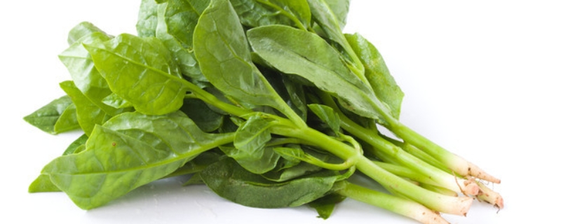 木耳菜什么时候种 大叶木耳菜什么时候种