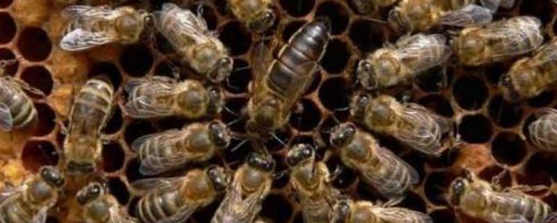 蜜蜂到底会不会冬眠，为什么会冬眠（蜜蜂冬天会冬眠吗）