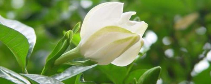 栀子花叶子发黑怎么办（栀子花叶子发黑怎么办视频）