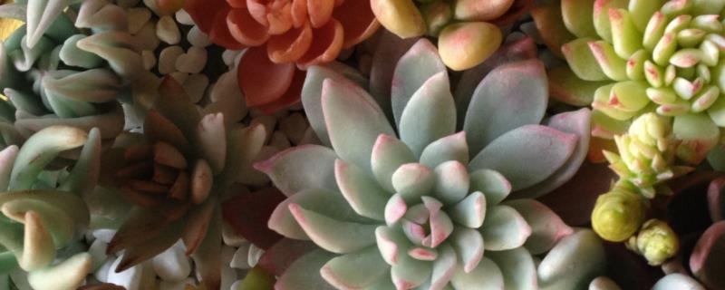 最容易养的多肉植物，姬胧月、虹之玉、冬美人等