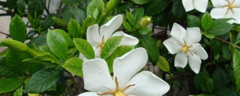 栀子花怎样才能开花，附具体施肥方法