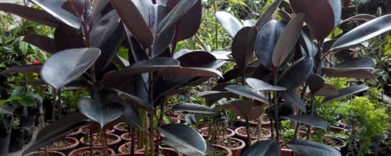 橡皮树是什么树（橡皮树是什么树图片大全）