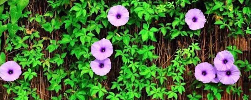 牵牛花为什么会变色 牵牛花为什么会变色说明方法