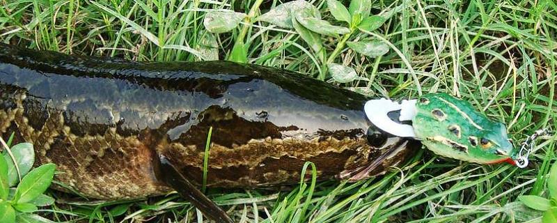 路亚黑鱼用什么拟饵（黑鱼用什么路亚饵好）