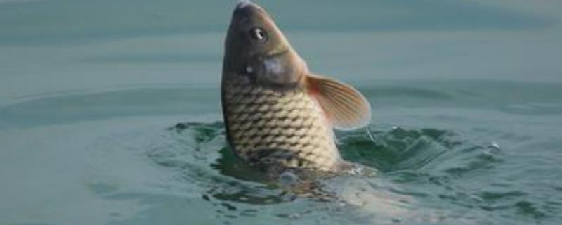 鲤鱼吃什么食物 小锦鲤鱼吃什么食物