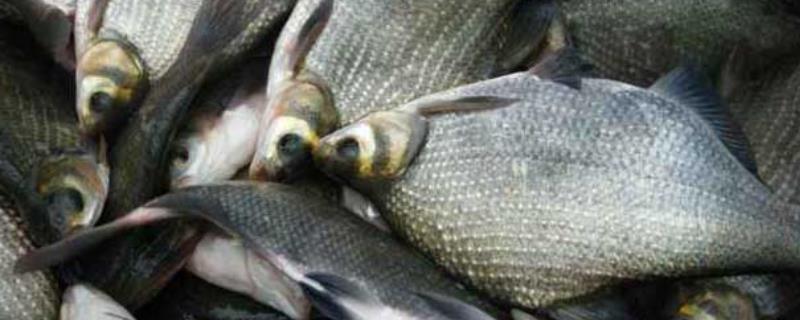 鳊鱼的生活习性及特点，附其分布范围