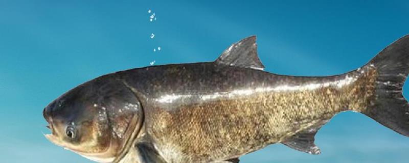 鳙鱼的生活习性及特点,附其生长速度