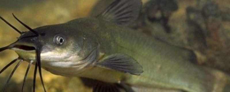 鲶鱼吃什么食物 鲶鱼吃什么食物?