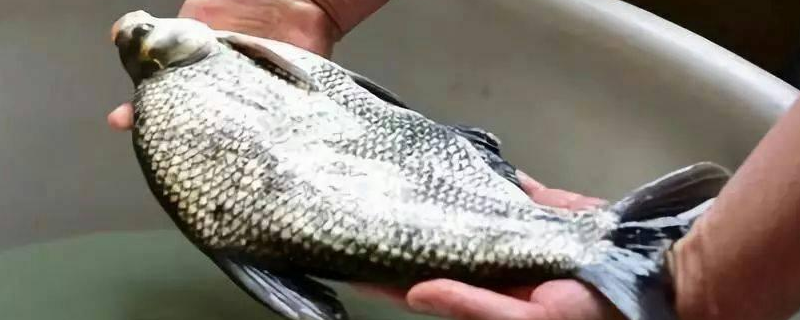 鳊鱼吃什么食物（鳊鱼吃什么食物?）