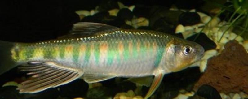 白条鱼吃什么食物（白条鱼吃什么食物长得快）