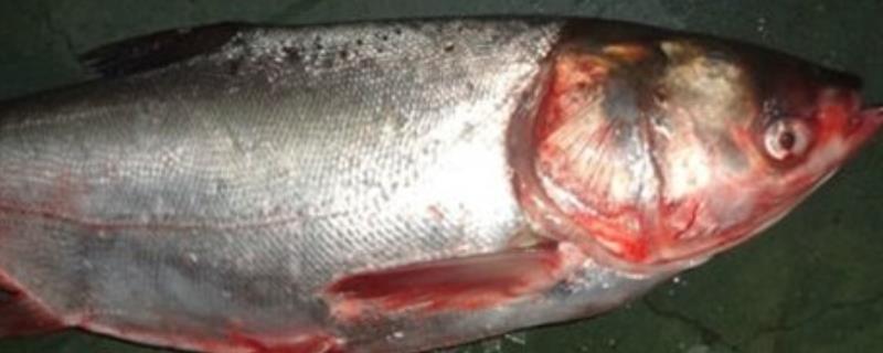 鲢鱼和鲶鱼有什么区别 鲢鱼和鲶鱼有什么区别图片