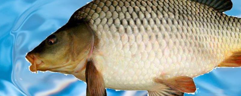 钓鲤鱼最好的饵料配方是什么（野钓鲤鱼饵料配方）