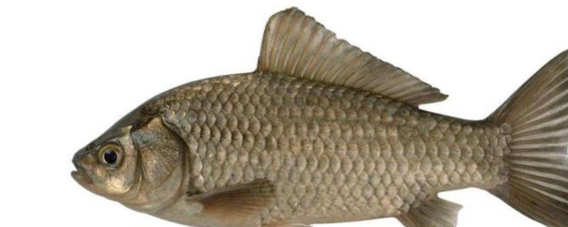 鲫鱼吃什么食物(野生鲫鱼吃什么食物)