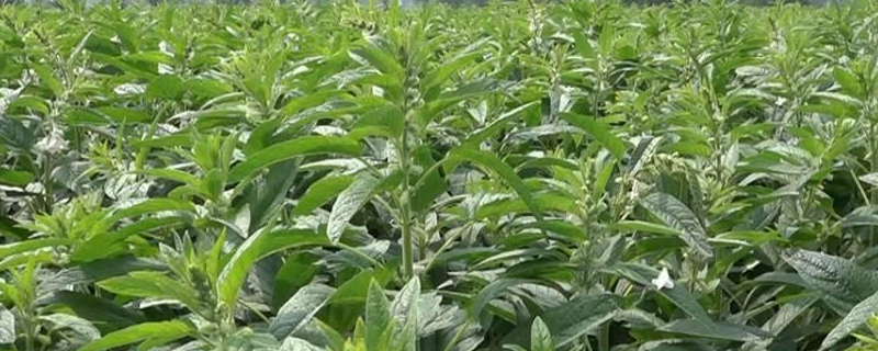 芝麻种植时间，主要分布在哪（芝麻的种植密度）