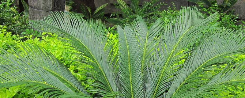 铁树是什么植物（铁树是什么植物蕨类）