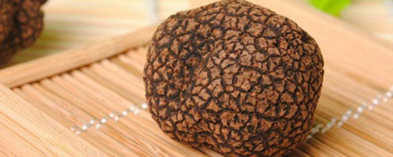松露是什么东西 松露是什么多少钱一斤