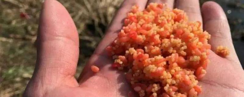 秋冬季节钓鲫鱼用什么窝料 秋冬季节钓鲫鱼用什么窝料效果好