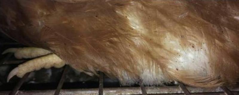 鸡虱子的防治技术 鸡虱子的防治技术视频