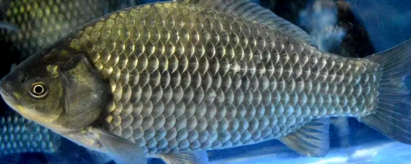 鲫鱼产卵期怎么钓 鲫鱼产卵时的垂钓技巧