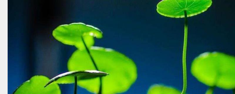 铜钱草繁殖方法，附养殖方法 铜钱草快速繁殖