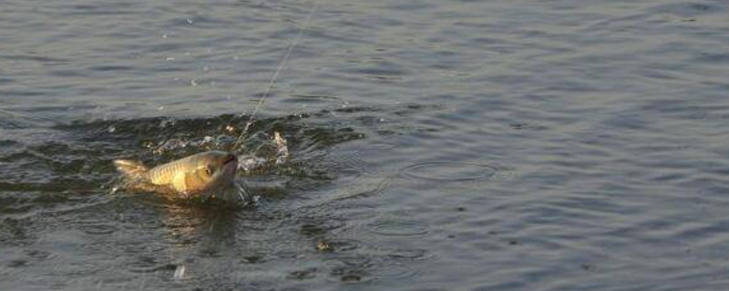 冬天钓鲫鱼用几号线和几号钩（冬天钓鲫鱼用几号线和几号钩最佳）