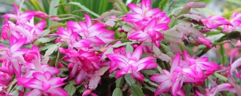 蟹爪兰什么时候开花（蟹爪兰什么时候开花一年开几次花）