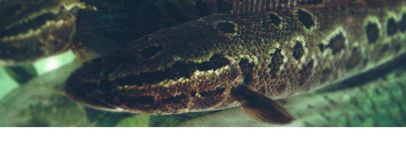 黑鱼和鲶鱼有什么区别（黑鱼和鲶鱼有啥区别）