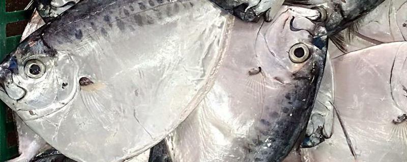 鲳鱼吃什么食物（淡水白鲳鱼吃什么食物）