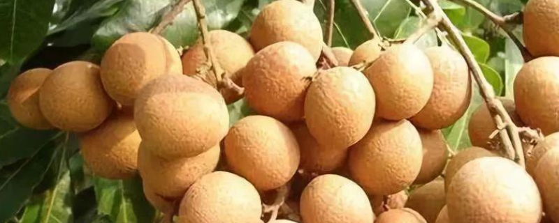 滑溜可口的龙眼成熟季节是多久,吃多了会有什么副作用
