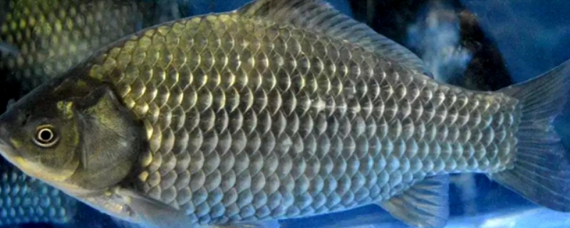 鲫鱼一次产多少卵（鲫鱼一年产几次卵几月份产卵?）