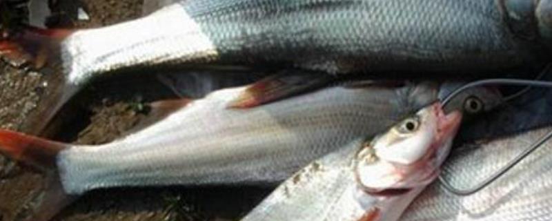 翘嘴红鲌是什么鱼 翘嘴红鲌和翘嘴白鱼的区别