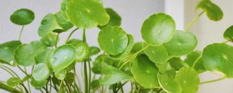 铜钱草会开花吗 铜钱草怎么会开花呢