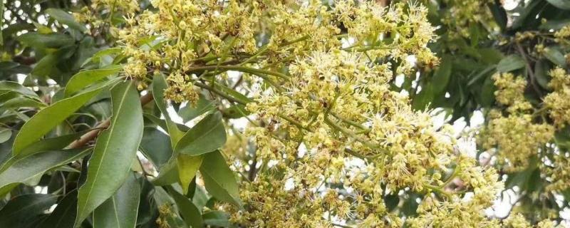 荔枝蜜是什么颜色的，气味如何（荔枝蜜的颜色和浓度）