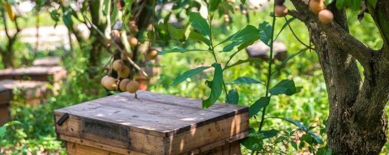 龙眼蜜和荔枝蜜哪个好，详细介绍（荔枝和龙眼蜜的区别）