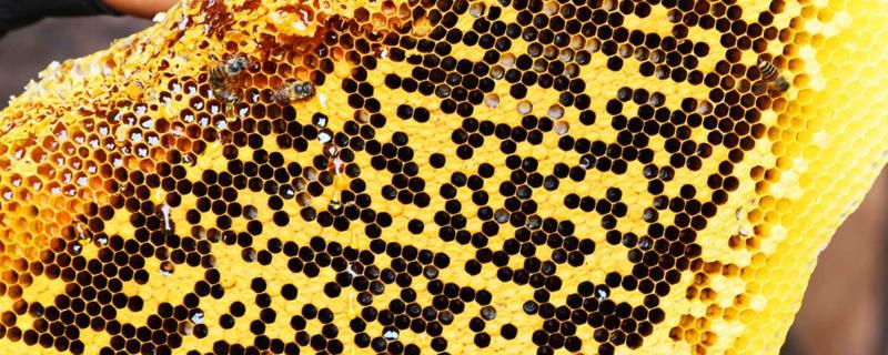 龙眼蜜什么时候才有，附鉴别方法 龙眼蜜什么时候取