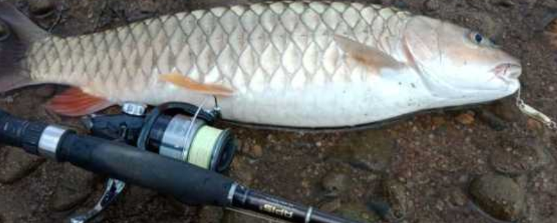 溪流钓用什么鱼钩 溪流钓用什么鱼钩比较好