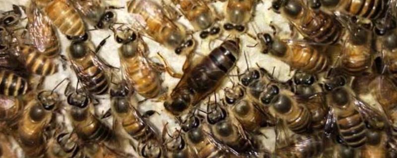 蜂王死了蜂群会逃跑吗,蜂群怎么补救