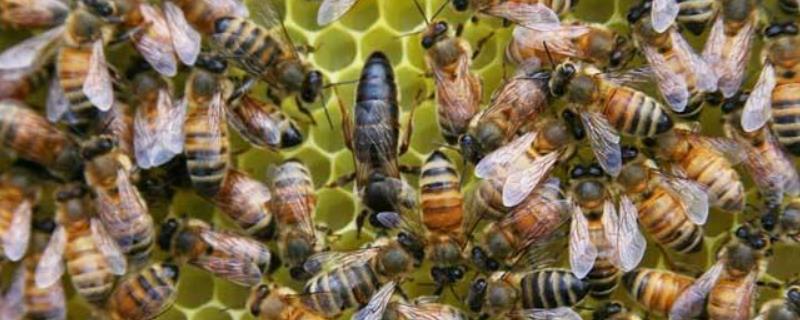 蜂王为什么不产卵,附详细的原因(蜂王不产卵怎么办)