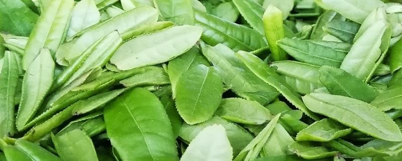 六安瓜片是绿茶吗（六安瓜片与其他绿茶的区别）