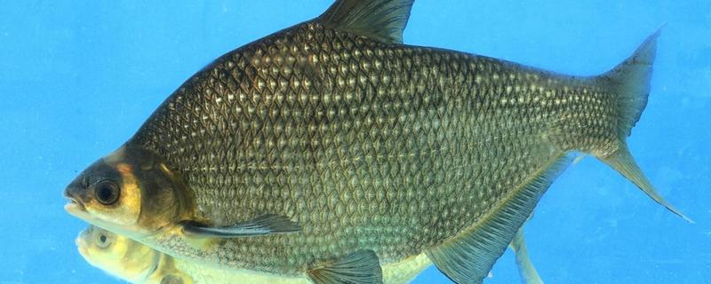 鳊鱼是什么鱼（鳊鱼是什么鱼哪里有卖）