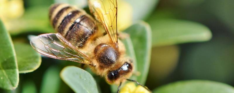 蜜蜂的特点和生活特征（蜜蜂的特点和生活特征400字）