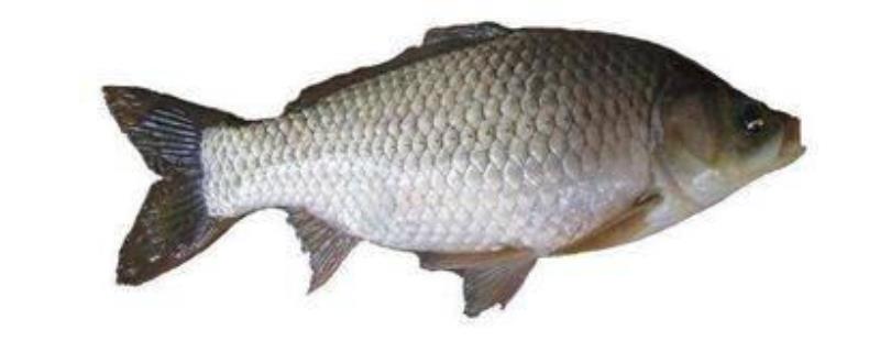 鲫鱼是淡水鱼还是海水鱼（鲫鱼是淡水鱼还是海里的鱼）