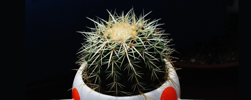 仙人球吸收甲醛吗 仙人球吸收甲醛吗有毒吗