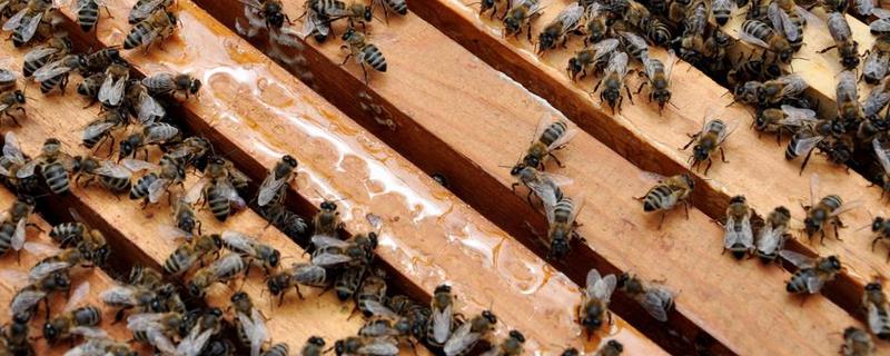 我国哪里的养蜂人最多,其他养蜂较多的地区还有哪里