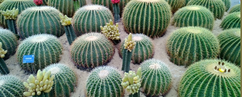 仙人球放在卧室好吗（仙人球适合放卧室里吗）