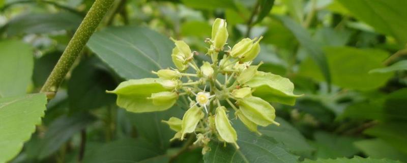 有毒蜜源植物有哪些，附其科属（41种有毒蜜源植物）