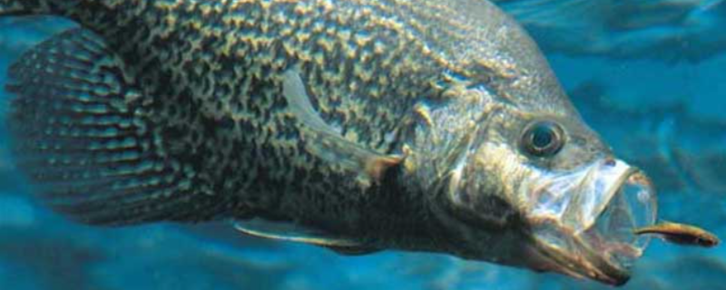 钓桂鱼用什么饵料（钓桂鱼用什么饵料比较好）